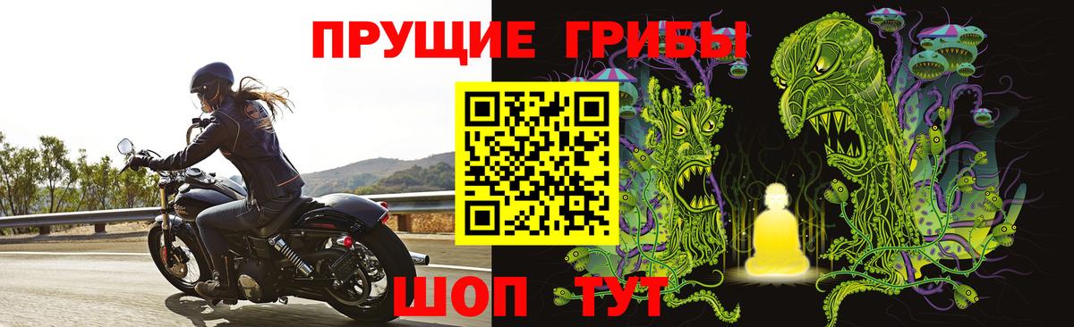 Галлюциногенные грибы Psilocybe Свободный